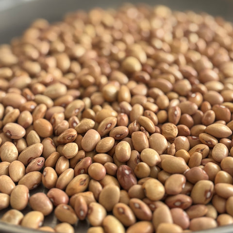 Vadito Bolita Bean (Phaseolus vulgaris)