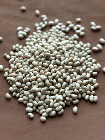 Fast Lady Northern Southern Cow Pea (Vigna unguiculata)