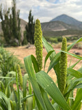 Hell's Canyon Millet (Setaria italica)