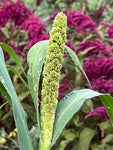 Hell's Canyon Millet (Setaria italica)