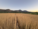 Red Fife Wheat (Triticum aestivum)