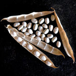 Sonoran White Tepary Bean (Phaseolus acutifolius)