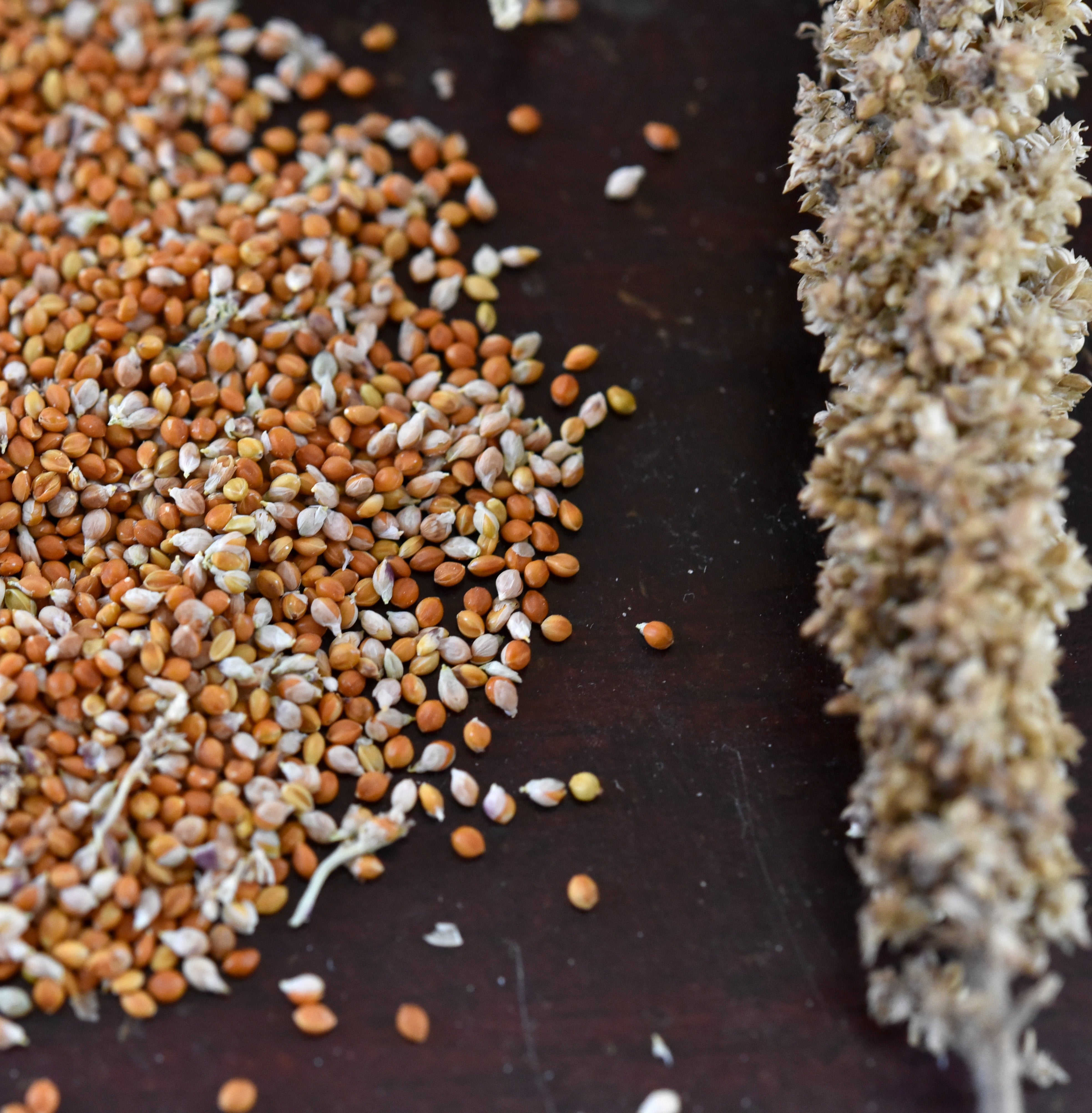 Hell's Canyon Millet (Setaria italica)