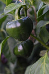 Chilhuacle Negro Pepper (Capsicum annuum)