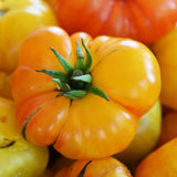 Afghan Orange Tomato (Solanum lycopersicum) -  Pueblo Seed & Food Co | Cortez, Colorado