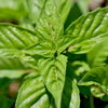 Genovese Basil (Ocimum basilicum) -  Pueblo Seed & Food Co | Cortez, Colorado