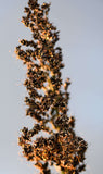Black Amber Cane Sorghum (Sorghum bicolor) -  Pueblo Seed & Food Co | Cortez, Colorado