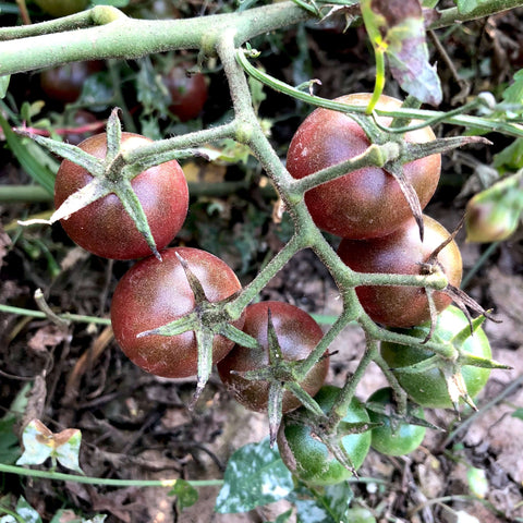 Black Cherry Tomato (Solanum lycopersicum) -  Pueblo Seed & Food Co | Cortez, Colorado