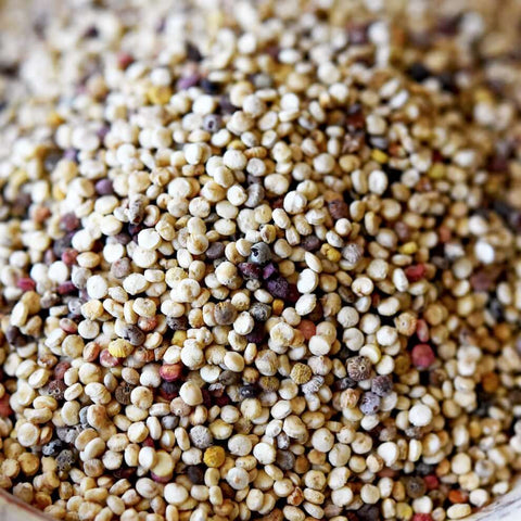 Blanca Quinoa (Chenopodium quinoa) -  Pueblo Seed & Food Co | Cortez, Colorado
