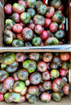 Purple Cherokee Tomato (Solanum lycopersicum) -  Pueblo Seed & Food Co | Cortez, Colorado