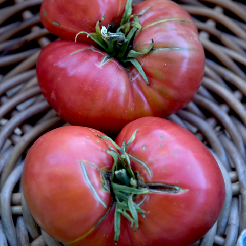 Chianti Rose Tomato (Solanum lycopersicum)
