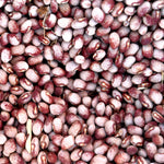 Colorado River Bean (Phaseolus vulgaris) -  Pueblo Seed & Food Co | Cortez, Colorado