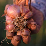 Copper Sun Shallots (Allium cepa var. aggregatum) -  Pueblo Seed & Food Co | Cortez, Colorado