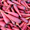 Cosmic Purple Carrot (Daucus carota)
