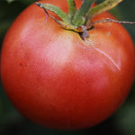 Crimson Sprinter Tomato (Solanum lycopersicum) -  Pueblo Seed & Food Co | Cortez, Colorado