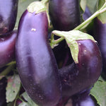 Diamond Eggplant (Solanum melongena) -  Pueblo Seed & Food Co | Cortez, Colorado