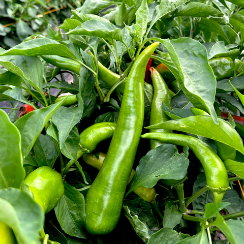 Giadone Chile Pepper  (Capsicum annuum)