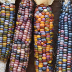 Glass Gem Corn (Zea Mays) -  Pueblo Seed & Food Co | Cortez, Colorado