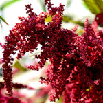 Hopi Red Dye Amaranth (Amaranthus cruentus) -  Pueblo Seed & Food Co | Cortez, Colorado