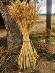Decorative Grain Bundle with Braid Tie -  Pueblo Seed & Food Co | Cortez, Colorado