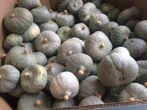 Stella Blue Squash (Cucurbita maxima) -  Pueblo Seed & Food Co | Cortez, Colorado