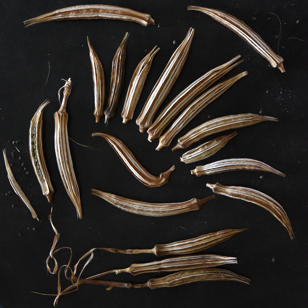 plant okra seed Kandahar Okra (Abelmoschus esculentus)