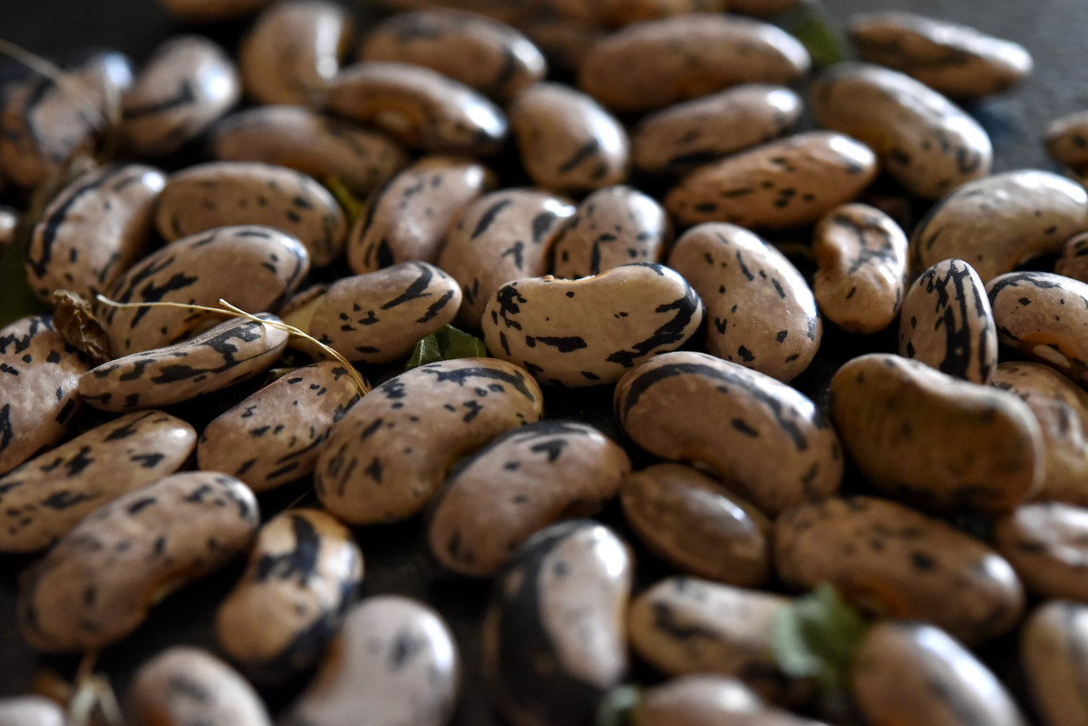 King Banquet Bean (Phaseolus vulgaris)