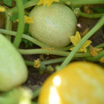 Lemon Cucumber (Cucumis sativus)
