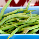 Provider Bean ( Phaseolus vulgaris) -  Pueblo Seed & Food Co | Cortez, Colorado