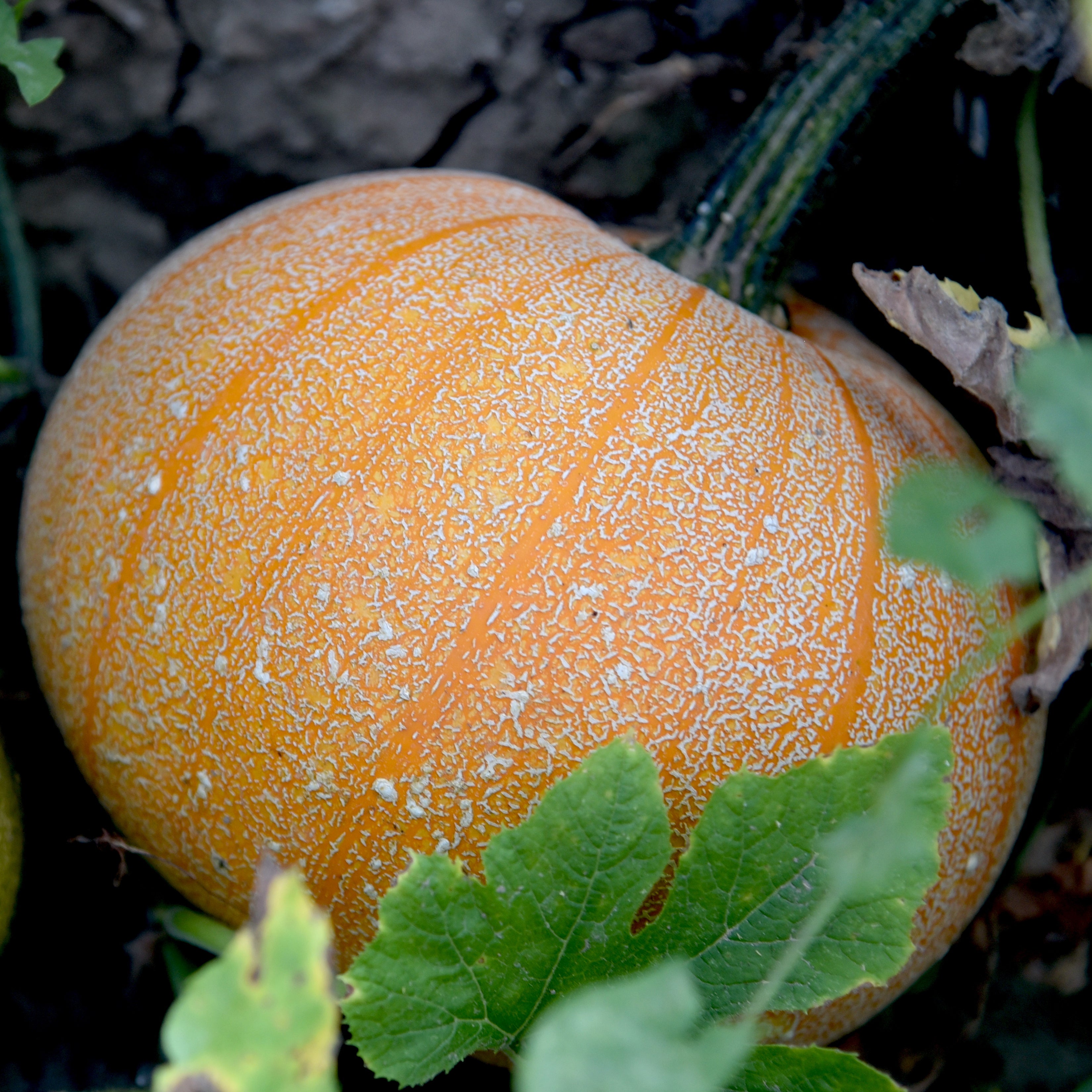 Winter Luxury Pumpkin (Curcurbita pepo) - Pueblo Seed