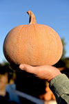 Winter Luxury Pumpkin (Curcurbita pepo) -  Pueblo Seed & Food Co | Cortez, Colorado