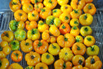 Afghan Orange Tomato (Solanum lycopersicum) -  Pueblo Seed & Food Co | Cortez, Colorado