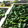 Ancho Poblano Pepper (Capsicum annuum) -  Pueblo Seed & Food Co | Cortez, Colorado