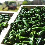 Ancho Poblano Pepper (Capsicum annuum) -  Pueblo Seed & Food Co | Cortez, Colorado