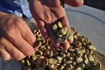 Aquadulce Fava Bean -  Pueblo Seed & Food Co | Cortez, Colorado