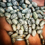 Blue Speckled Tepary Bean  (Phaseolus acutifolius) -  Pueblo Seed & Food Co | Cortez, Colorado