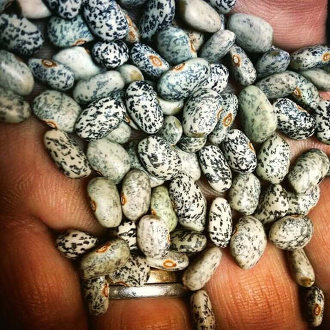 Blue Speckled Tepary Bean  (Phaseolus acutifolius) -  Pueblo Seed & Food Co | Cortez, Colorado