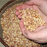 High Elevation Seed Bundle -  Pueblo Seed & Food Co | Cortez, Colorado