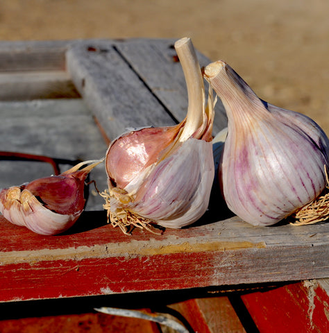 Chesnok Red Garlic