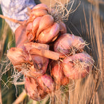 Shallots -  Pueblo Seed & Food Co | Cortez, Colorado