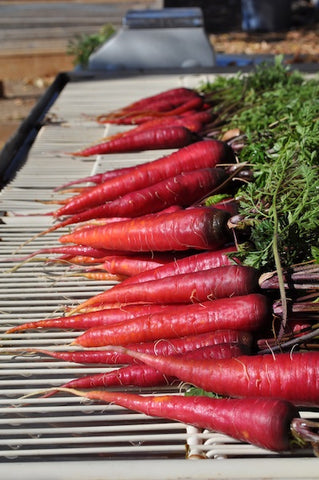 350 Cosmic Purple Carrot Seeds – Non-GMO, Fresh For Gardens, US Seller