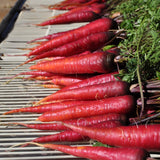 Cosmic Purple Carrot (Daucus carota) -  Pueblo Seed & Food Co | Cortez, Colorado