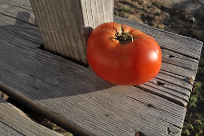 Cosmonaut Volkov Tomato (Solanum lycopersicum) -  Pueblo Seed & Food Co | Cortez, Colorado