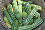 Costata Romanesco Zucchini (Cucurbita pepo) -  Pueblo Seed & Food Co | Cortez, Colorado