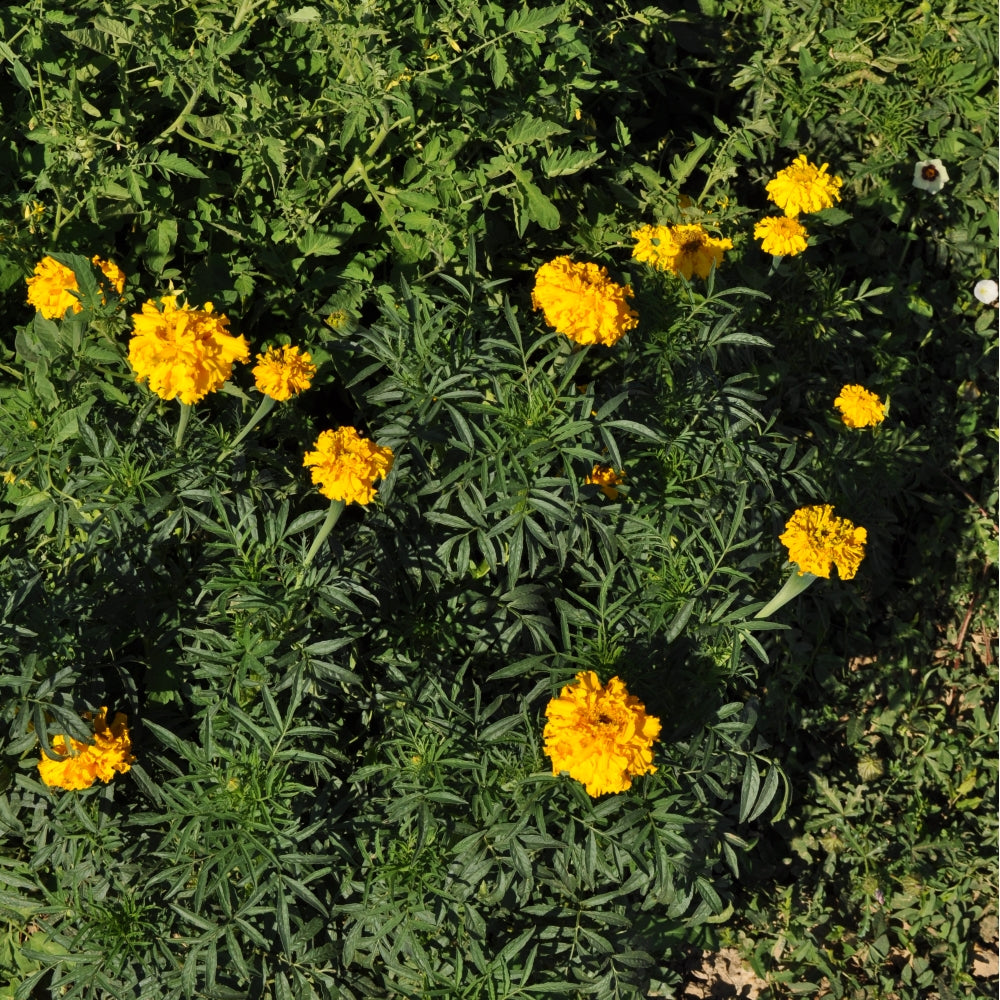 african marigold seed Crackerjack African Marigolds