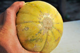Delicious 51, Melon (Cucumis melo) -  Pueblo Seed & Food Co | Cortez, Colorado