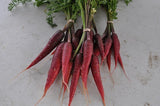 Purple Dragon Carrot (Daucus carota) -  Pueblo Seed & Food Co | Cortez, Colorado