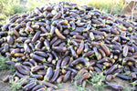 Diamond Eggplant (Solanum melongena) -  Pueblo Seed & Food Co | Cortez, Colorado