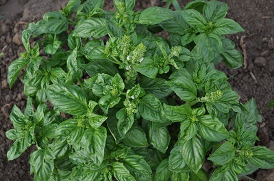 planting genovese basil seeds Genovese Basil (Ocimum basilicum)