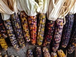 Glass Gem Corn (Zea Mays) -  Pueblo Seed & Food Co | Cortez, Colorado
